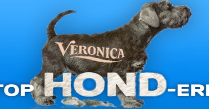 Radio Veronica Top Hond-erd